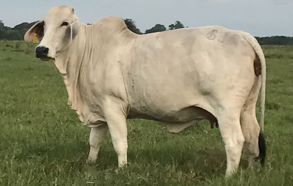 Brahman