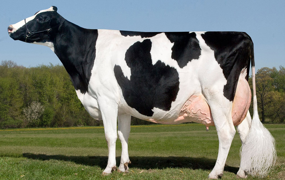 Holstein