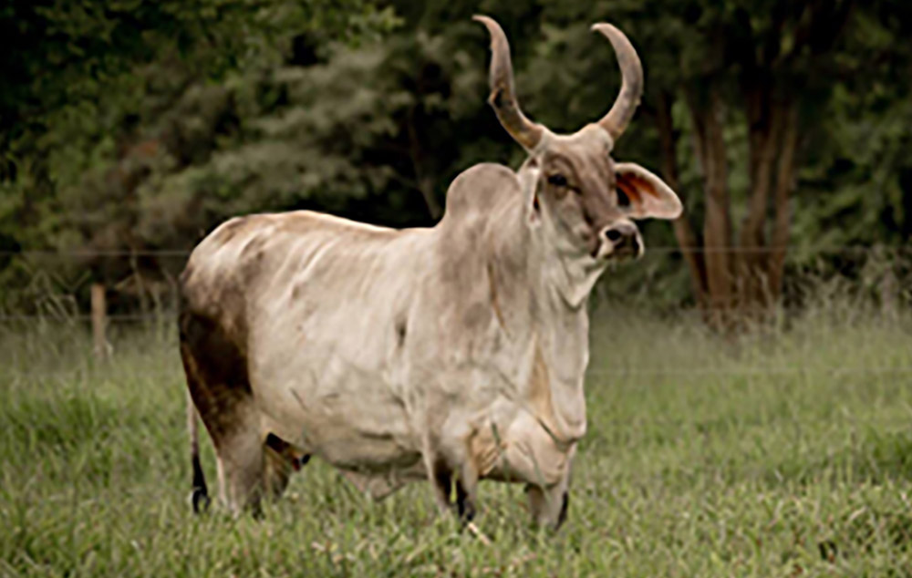 Guzerat